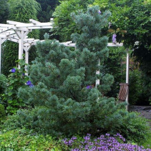 Сосна дрібноквіткова Негішi | Pinus parviflora Negishi | Сосна мелкоцветковая Негиши