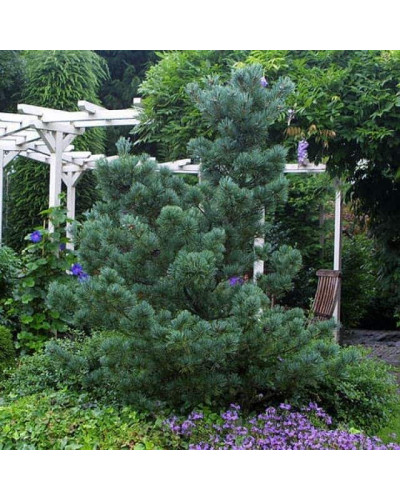 Сосна дрібноквіткова Негішi | Pinus parviflora Negishi | Сосна мелкоцветковая Негиши
