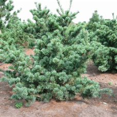 Сосна дрібноквіткова Негішi | Pinus parviflora Negishi | Сосна мелкоцветковая Негиши