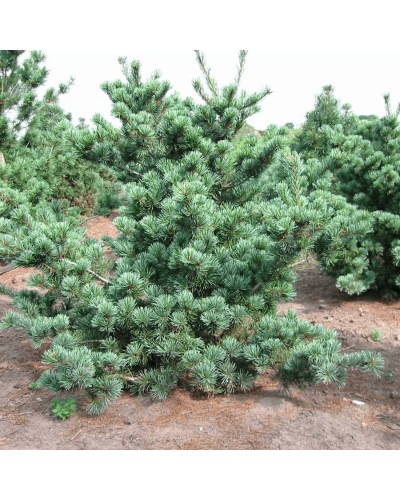 Сосна дрібноквіткова Негішi | Pinus parviflora Negishi | Сосна мелкоцветковая Негиши