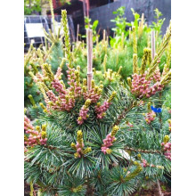 Сосна дрібноквіткова Негішi | Pinus parviflora Negishi | Сосна мелкоцветковая Негиши