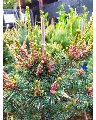 Сосна дрібноквіткова Негішi | Pinus parviflora Negishi | Сосна мелкоцветковая Негиши