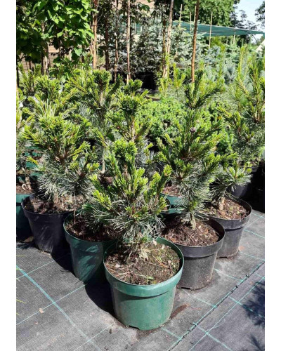 Сосна дрібноквіткова Негішi | Pinus parviflora Negishi | Сосна мелкоцветковая Негиши