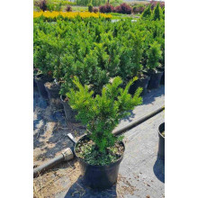 Тис гострокінцевий Нана | Тис остроконечный Нана | Taxus cuspidata f. Nana