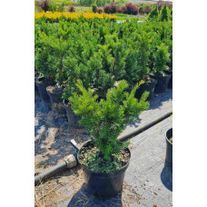 Тис гострокінцевий Нана | Тис остроконечный Нана | Taxus cuspidata f. Nana