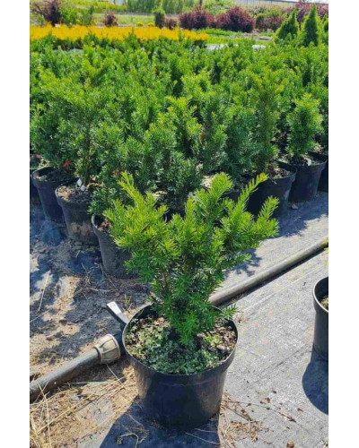 Тис гострокінцевий Нана | Тис остроконечный Нана | Taxus cuspidata f. Nana