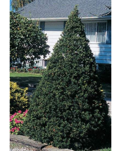 Тис гострокінцевий Нана | Тис остроконечный Нана | Taxus cuspidata f. Nana