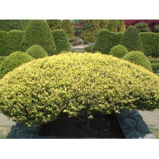 Тис гострокінцевий Нана | Тис остроконечный Нана | Taxus cuspidata f. Nana