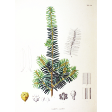 Тис гострокінцевий Нана | Тис остроконечный Нана | Taxus cuspidata f. Nana