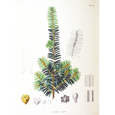 Тис гострокінцевий Нана | Тис остроконечный Нана | Taxus cuspidata f. Nana