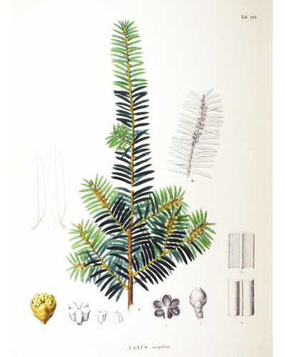 Тис гострокінцевий Нана | Тис остроконечный Нана | Taxus cuspidata f. Nana