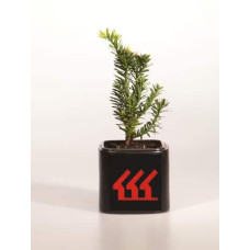 Тис гострокінцевий Нана | Тис остроконечный Нана | Taxus cuspidata f. Nana