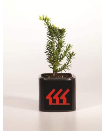 Тис гострокінцевий Нана | Тис остроконечный Нана | Taxus cuspidata f. Nana