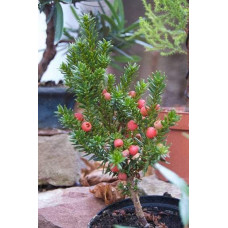 Тис гострокінцевий Нана | Тис остроконечный Нана | Taxus cuspidata f. Nana