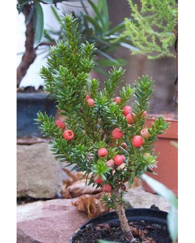 Тис гострокінцевий Нана | Тис остроконечный Нана | Taxus cuspidata f. Nana