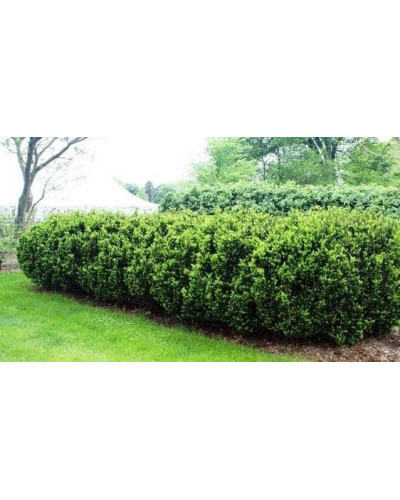 Тис гострокінцевий Нана | Тис остроконечный Нана | Taxus cuspidata f. Nana