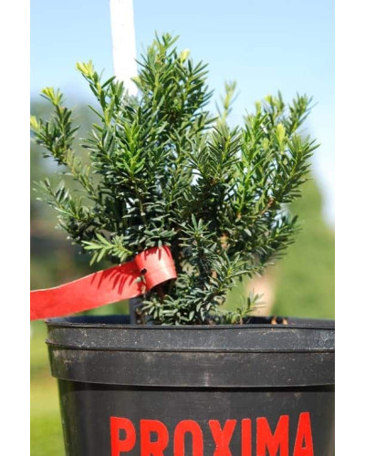 Тис гострокінцевий Нана | Тис остроконечный Нана | Taxus cuspidata f. Nana