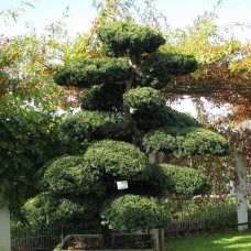 Тис гострокінцевий Нана | Тис остроконечный Нана | Taxus cuspidata f. Nana
