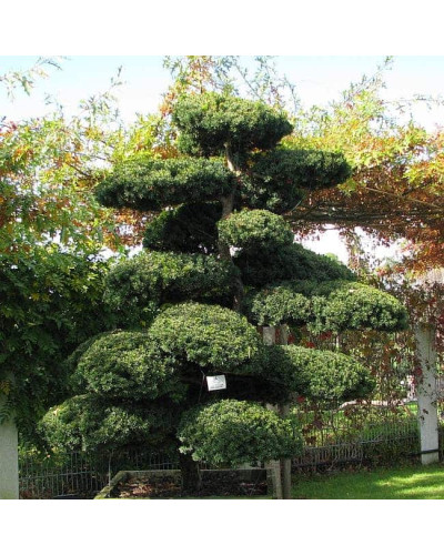 Тис гострокінцевий Нана | Тис остроконечный Нана | Taxus cuspidata f. Nana