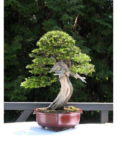 Тис гострокінцевий Нана | Тис остроконечный Нана | Taxus cuspidata f. Nana