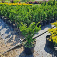 Тис гострокінцевий Нана | Тис остроконечный Нана | Taxus cuspidata f. Nana