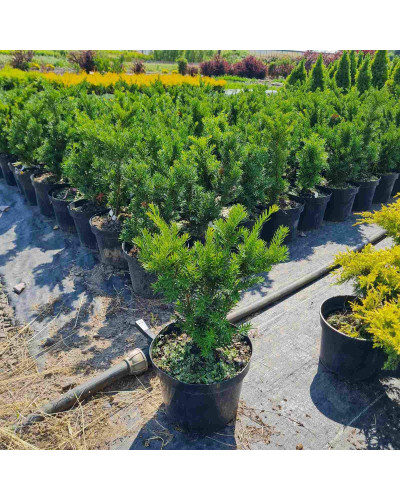 Тис гострокінцевий Нана | Тис остроконечный Нана | Taxus cuspidata f. Nana