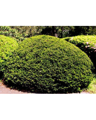 Тис гострокінцевий Нана | Тис остроконечный Нана | Taxus cuspidata f. Nana