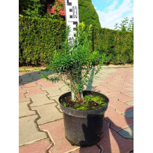 Тис гострокінцевий Нана | Тис остроконечный Нана | Taxus cuspidata f. Nana