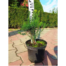 Тис гострокінцевий Нана | Тис остроконечный Нана | Taxus cuspidata f. Nana