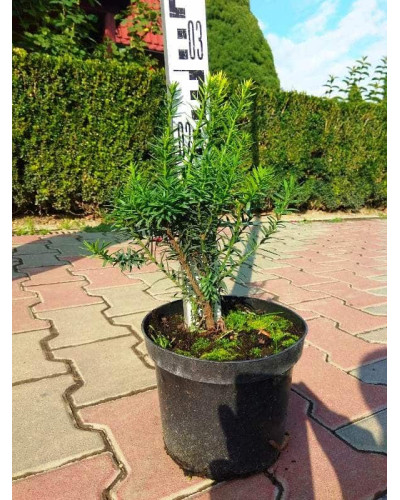 Тис гострокінцевий Нана | Тис остроконечный Нана | Taxus cuspidata f. Nana