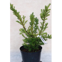 Тис гострокінцевий Нана | Тис остроконечный Нана | Taxus cuspidata f. Nana