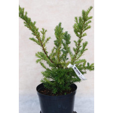 Тис гострокінцевий Нана | Тис остроконечный Нана | Taxus cuspidata f. Nana