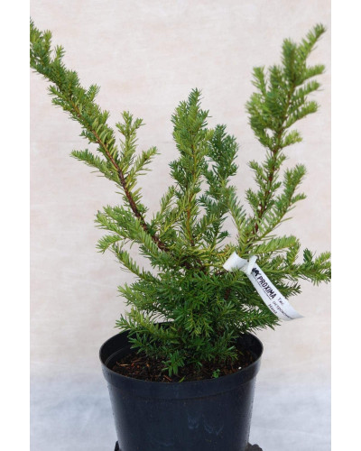 Тис гострокінцевий Нана | Тис остроконечный Нана | Taxus cuspidata f. Nana