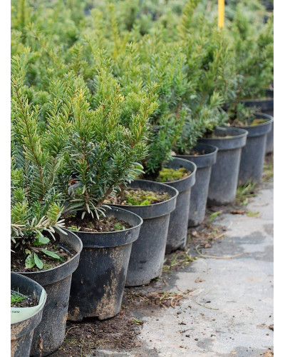 Тис гострокінцевий Нана | Тис остроконечный Нана | Taxus cuspidata f. Nana