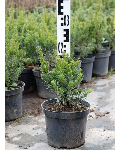 Тис гострокінцевий Нана | Тис остроконечный Нана | Taxus cuspidata f. Nana