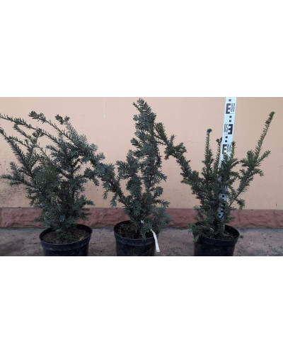 Тис гострокінцевий Нана | Тис остроконечный Нана | Taxus cuspidata f. Nana
