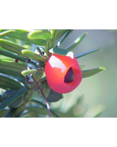 Тис гострокінцевий Нана | Тис остроконечный Нана | Taxus cuspidata f. Nana