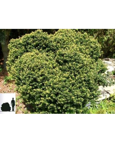 Тис гострокінцевий Нана | Тис остроконечный Нана | Taxus cuspidata f. Nana