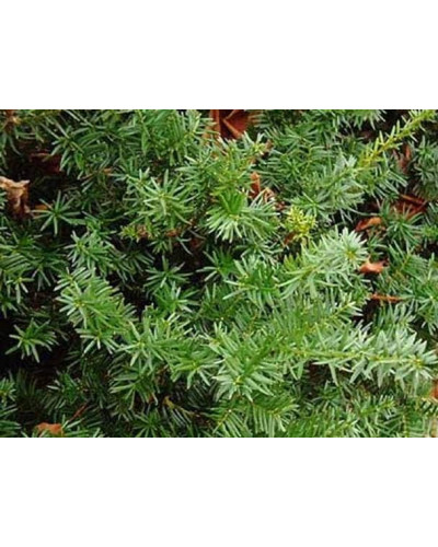 Тис гострокінцевий Нана | Тис остроконечный Нана | Taxus cuspidata f. Nana