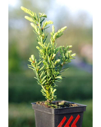 Тис гострокінцевий Нана | Тис остроконечный Нана | Taxus cuspidata f. Nana