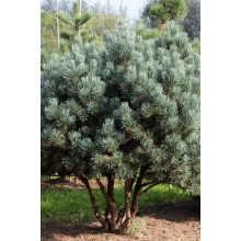 Сосна звичайна Ватерері | Сосна обыкновенная Ватерери | Pinus sylvestris Watereri