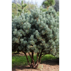 Сосна звичайна Ватерері | Сосна обыкновенная Ватерери | Pinus sylvestris Watereri
