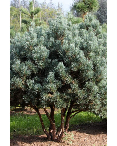 Сосна звичайна Ватерері | Сосна обыкновенная Ватерери | Pinus sylvestris Watereri