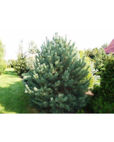 Сосна звичайна Ватерері | Сосна обыкновенная Ватерери | Pinus sylvestris Watereri