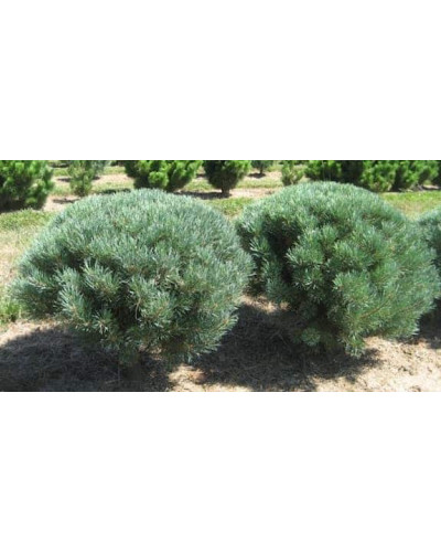 Сосна звичайна Ватерері | Сосна обыкновенная Ватерери | Pinus sylvestris Watereri