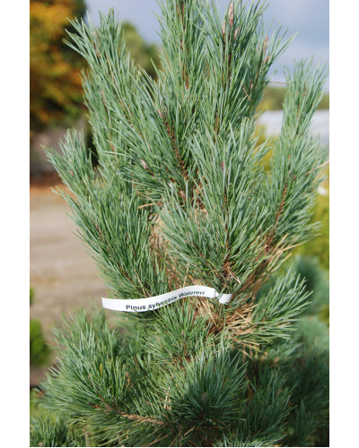 Сосна звичайна Ватерері | Сосна обыкновенная Ватерери | Pinus sylvestris Watereri