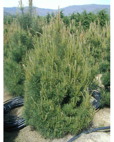 Сосна звичайна Ватерері | Сосна обыкновенная Ватерери | Pinus sylvestris Watereri