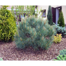 Сосна звичайна Ватерері | Сосна обыкновенная Ватерери | Pinus sylvestris Watereri