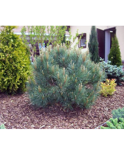 Сосна звичайна Ватерері | Сосна обыкновенная Ватерери | Pinus sylvestris Watereri