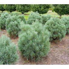 Сосна звичайна Ватерері | Сосна обыкновенная Ватерери | Pinus sylvestris Watereri